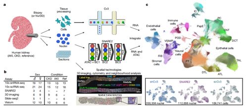 腎臟研究新突破 科學家構建最大規模腎臟細胞圖譜，實現五年腎功能預測